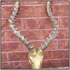 AUCTION ITEM:ca1115M017t.jpg