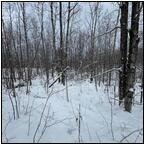 AUCTION ITEM:de0404M005t.jpg