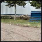 AUCTION ITEM:dj1124M008t.jpg