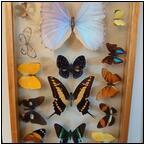 AUCTION ITEM:ga0703M007t.jpg