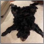 AUCTION ITEM:pd1227M008t.jpg