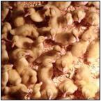 AUCTION ITEM:ph0425M001t.jpg