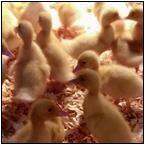 AUCTION ITEM:ph0425M002t.jpg