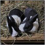 AUCTION ITEM:ph0425M003t.jpg