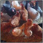 AUCTION ITEM:ph0425M004t.jpg