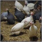 AUCTION ITEM:ph0425M005t.jpg