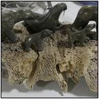 AUCTION ITEM:pm0107M060t.jpg