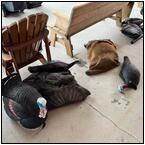 AUCTION ITEM:pm1112M128t.jpg