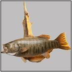 AUCTION ITEM:rf0326M019t.jpg