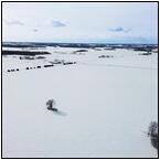 AUCTION ITEM:sk0219M006t.jpg